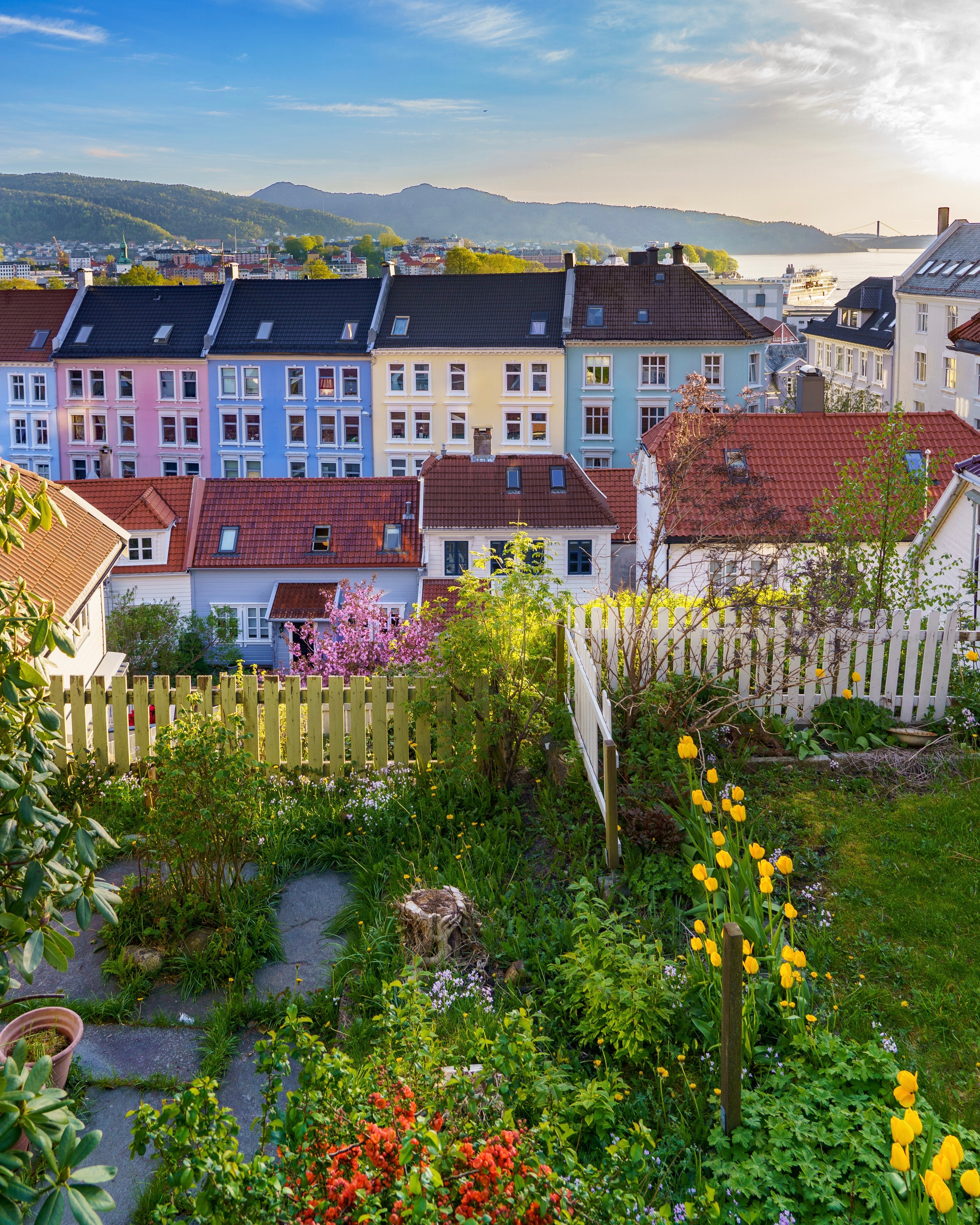 A view from a lush garden with yellow tulips overlooking a row of pastel-colored historic houses in pink, blue, yellow, and green in Bergen, Norway, with the sea and mountains in the distance