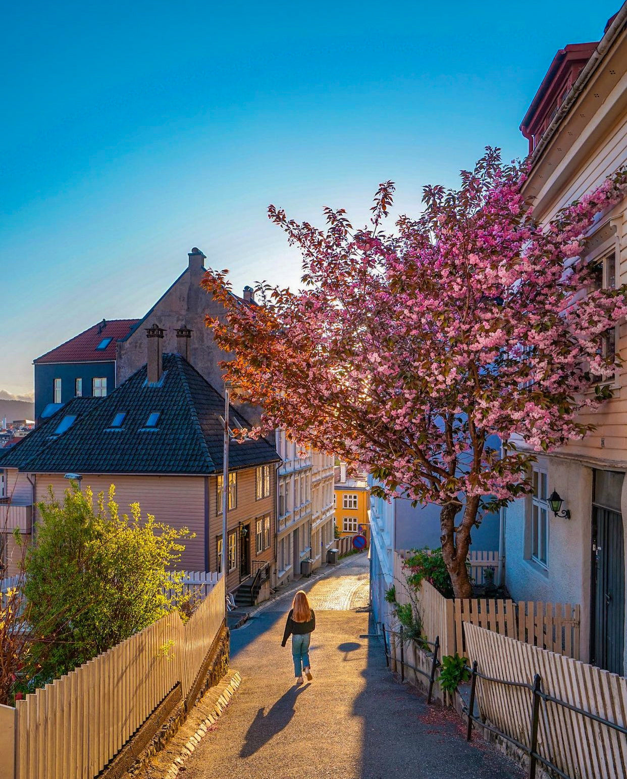 A woman walking down a narrow Bergen street during sunset, with golden sunlight filtering through a blossoming tree and highlighting the traditional architecture
