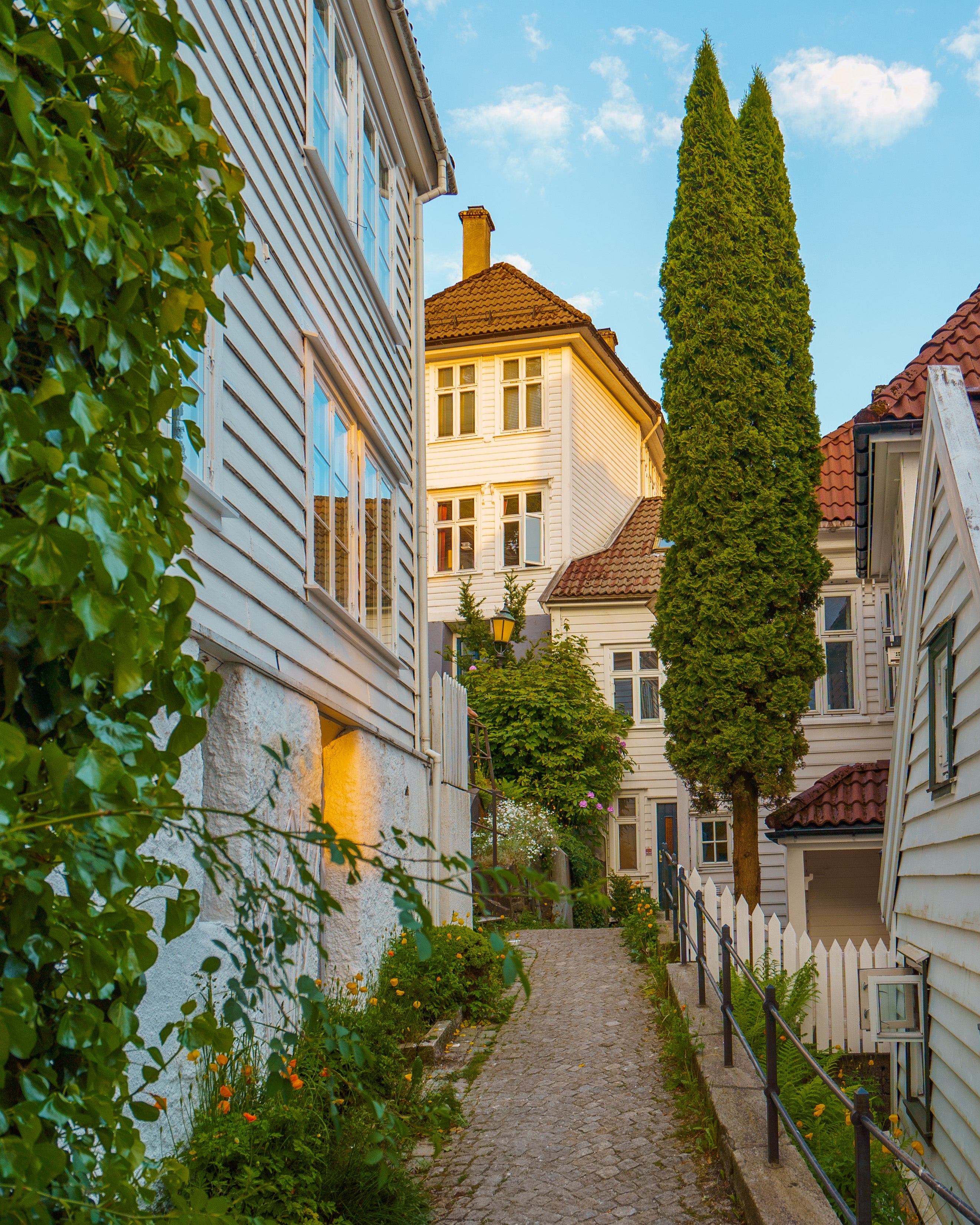 A narrow, sunlit cobblestone path in Bergen, Norway, winding between tall white wooden houses with lush green climbing plants and a slender evergreen tree