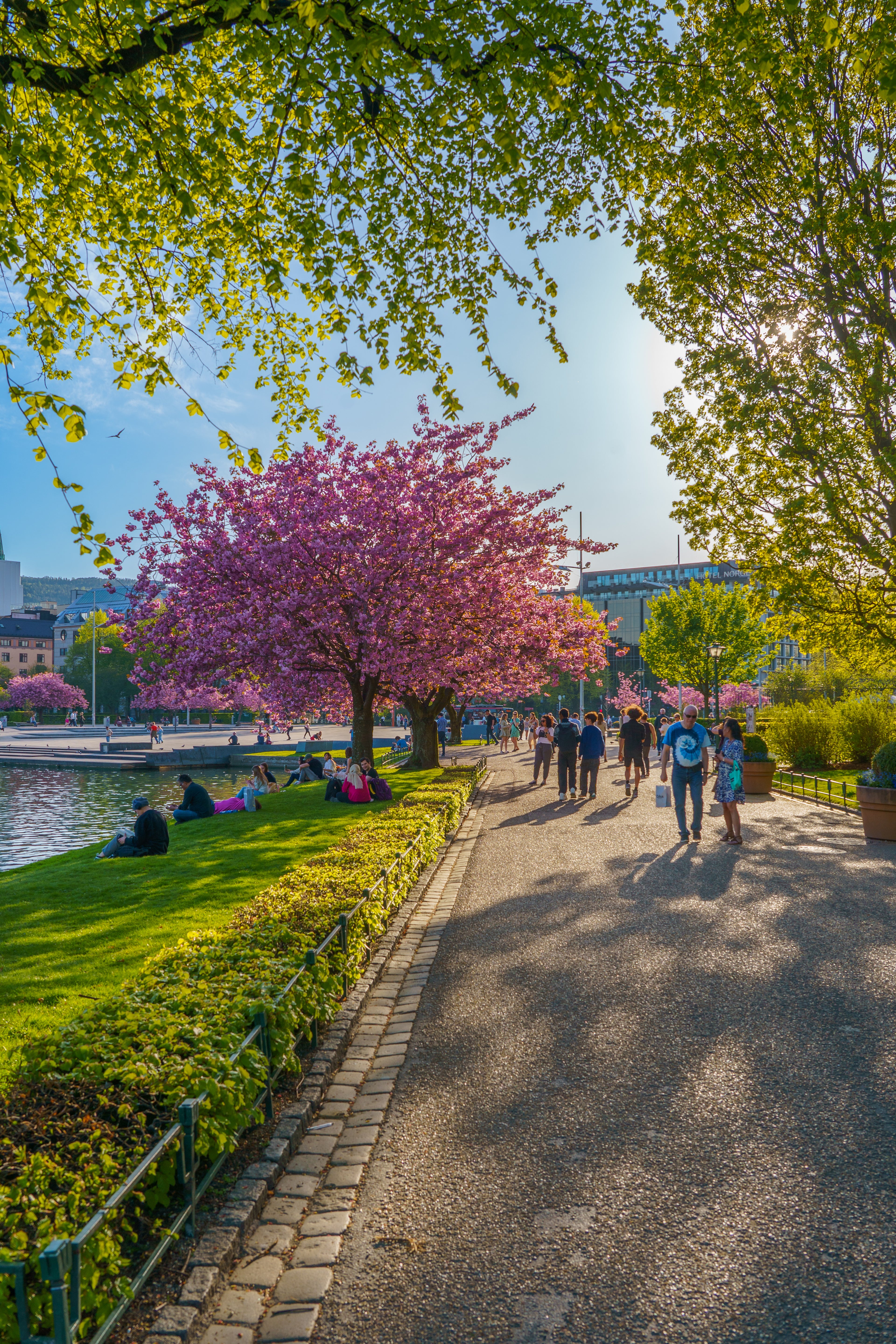 A sunny spring day at Lille Lungegårdsvannet in Bergen city center. People are relaxing on the green grass under blossoming pink cherry trees, with a walking path and the city lake in the foreground
