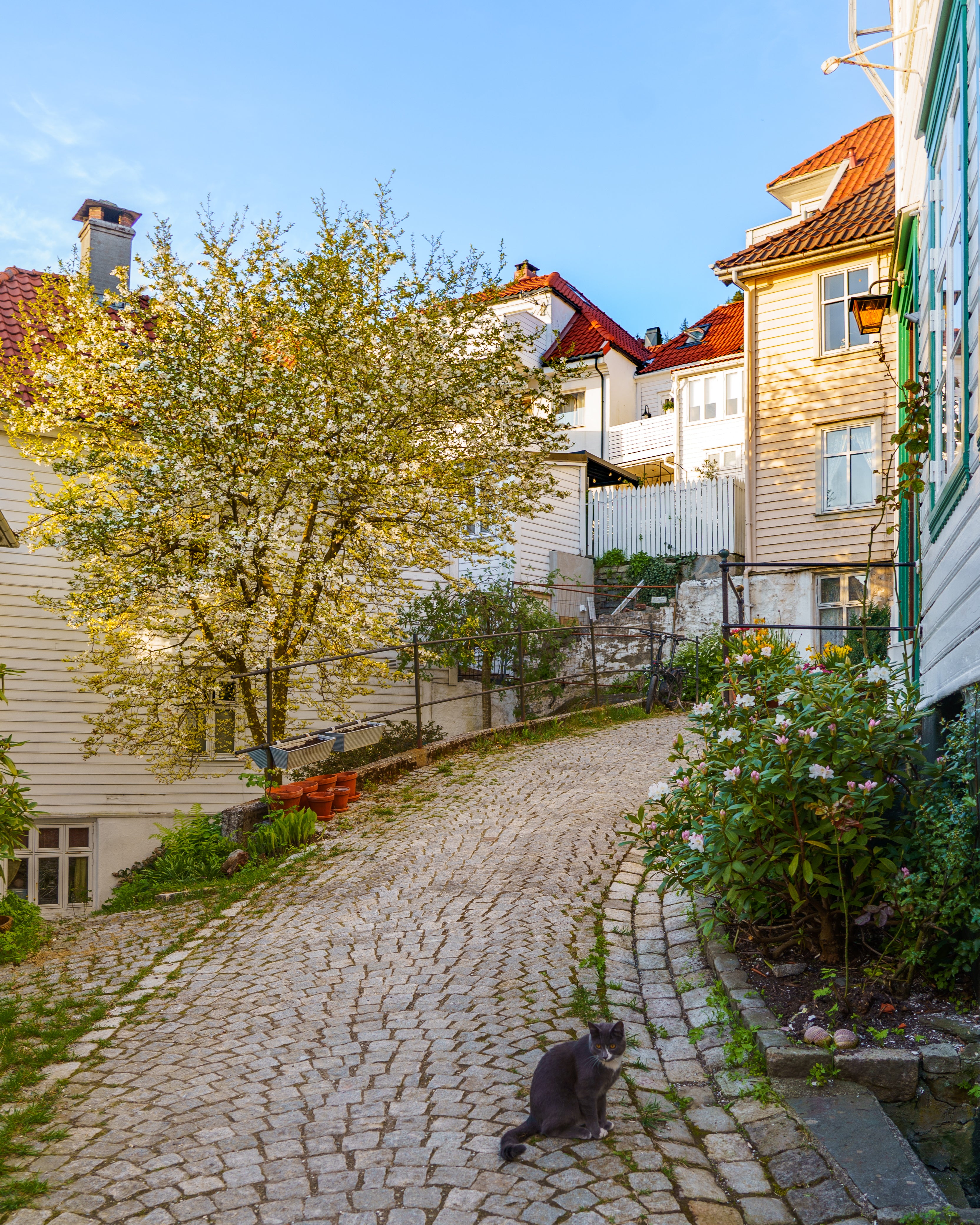 A grey cat sitting on a steep, winding cobblestone street in a historic Bergen neighborhood with traditional wooden houses.