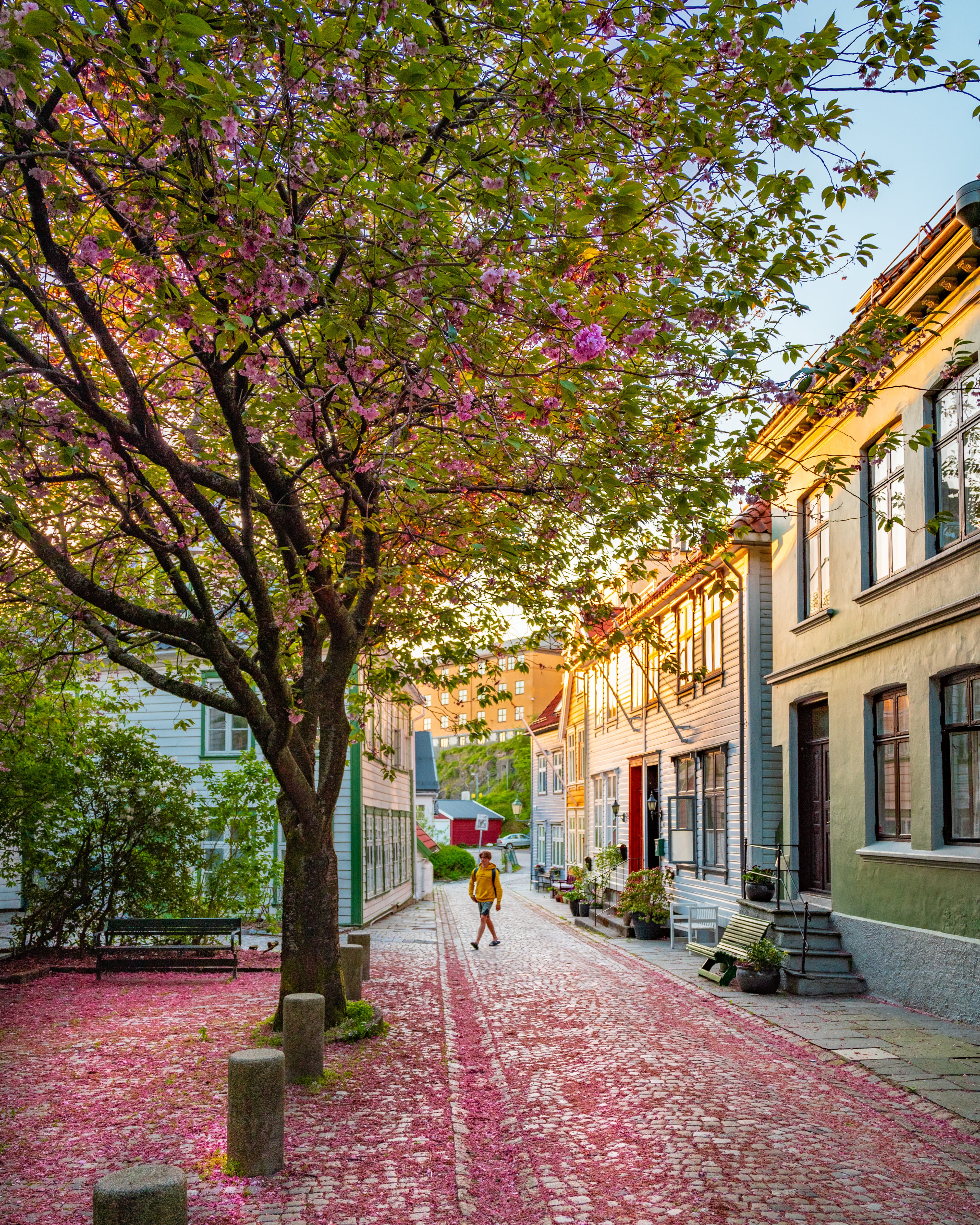 A person walking down a historic cobblestone street in Bergen, Norway, covered in pink cherry blossom petals. Traditional wooden houses line the street under the warm glow of the sun.