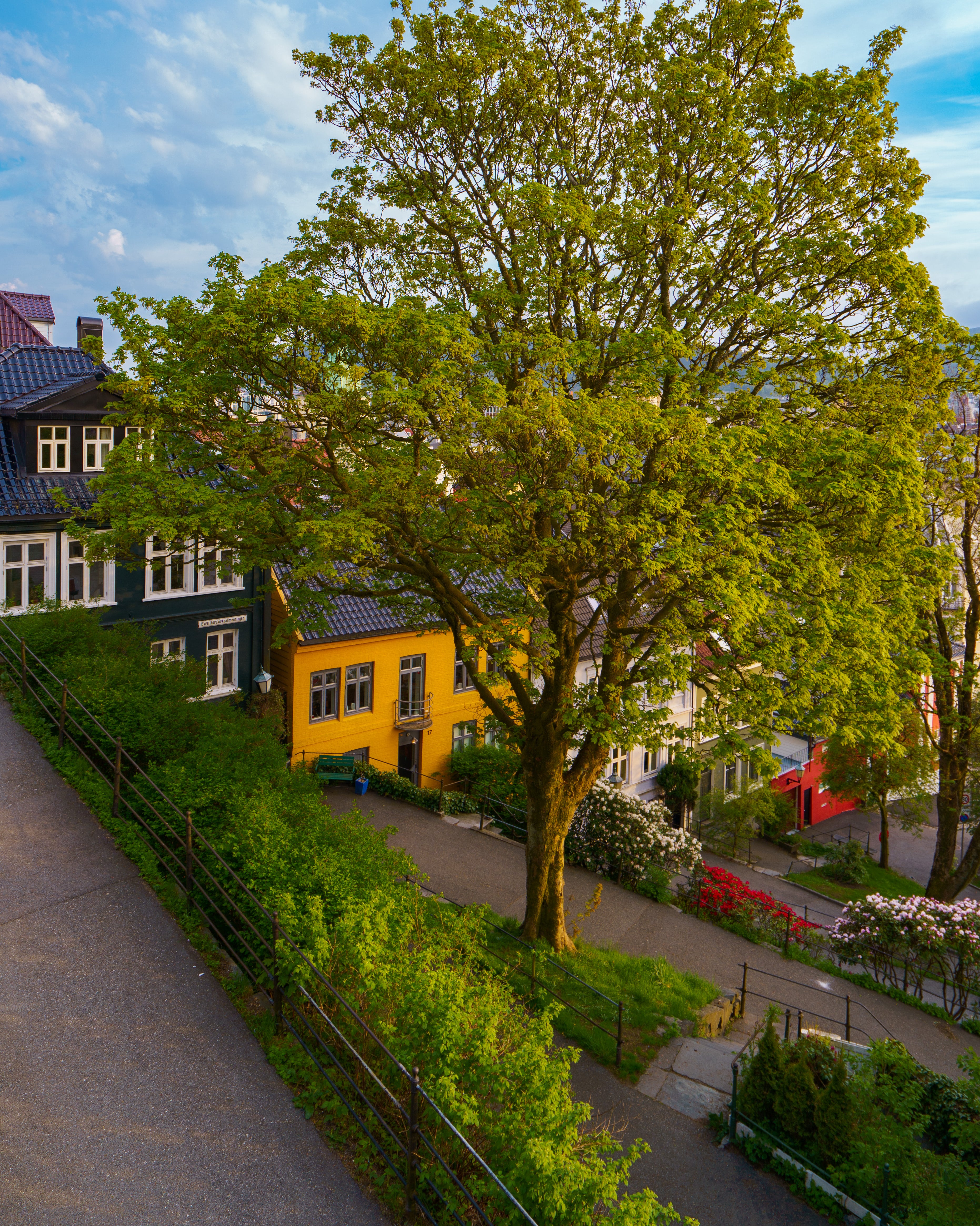 A lush green tree framing a steep pedestrian street on a sunny summer day in Bergen, Norway, surrounded by colorful historic wooden houses and gardens