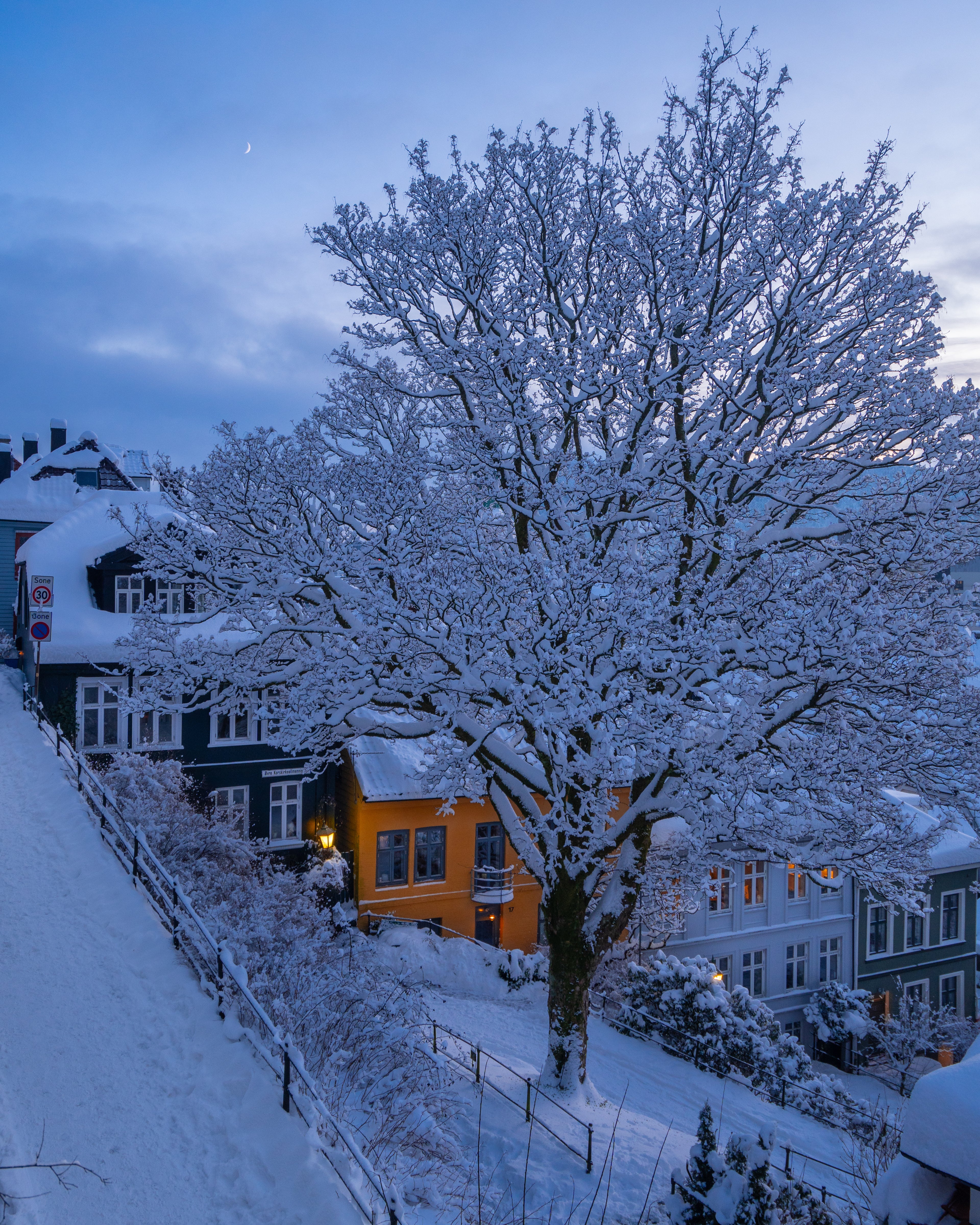A large snow-covered tree stands prominently in the foreground of a Bergen hillside at dusk. Traditional wooden houses in dark green and bright orange are tucked behind the snowy branches under a deep blue twilight sky
